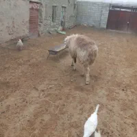 قوچ بختیاری