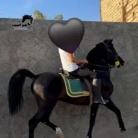 اسب نریان پرخون اینده دار