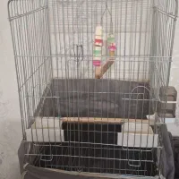 قفس ۱۰۳۳ کاسکویی