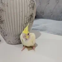 جوجه عروس هلندی