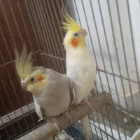 عروس هلندی