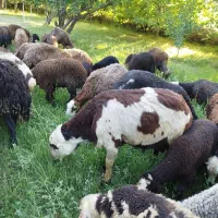 قوچ پلنگی جوان دوشیره