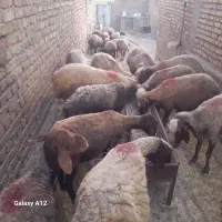 میش بره