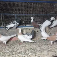 رنگی|پرنده|مبارکه, |دیوار