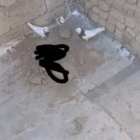 کبوتر طوقی