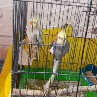 عروس هلندی