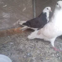 ۳تاکبوترپرشی