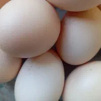 تخم مرغ محلی