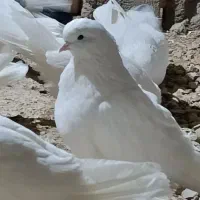 کبوتر پرشی تهران