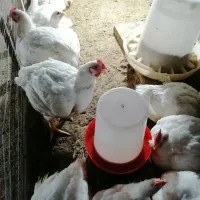 مرغ ارگانیک