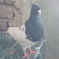 کفتر پرشی کله سیاه و اراکی