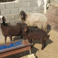 میش وبره چاق