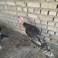 بوقلمون