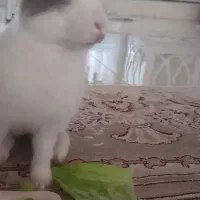 خرگوش بازیگوش
