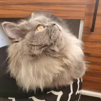 گربه پرشین اسکاتیش
