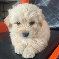 واگذاری توله سگ و مادر اشپیتز.گلدن