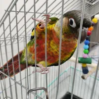 طوطی گرینچیک سخنگو یلوساید