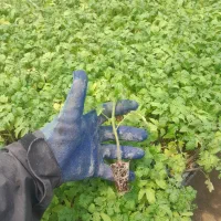 نشاء گوجه