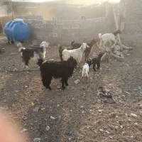 حیوانات