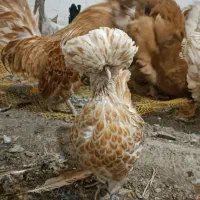 مرغ خروس زینتی پولند. سلطان. امپراطور