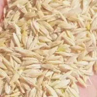 فروش جو محلی تحویل فعلا کیلو۵۵ تومن