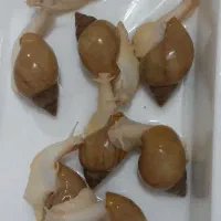 حلزون آچاتینا