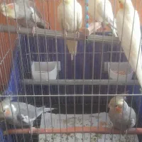 پرنده