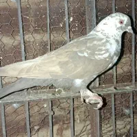 ی جفت کفتر بلند پرواز