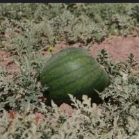 زمین کشاورزی دیم