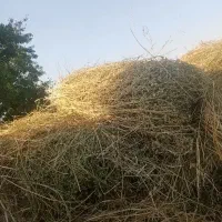 یونجه باغ و پرس