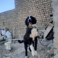سگ  واگذاری