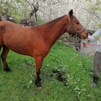 مادیان جوان