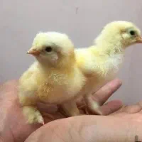 معاوضه جوجه برهما با جوجه کوشین