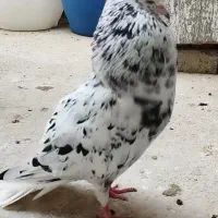 کبوتر سرور دمسفید