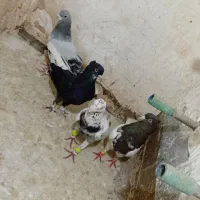 کبوتر رنگه