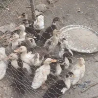 اردک