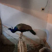 طاووس نر