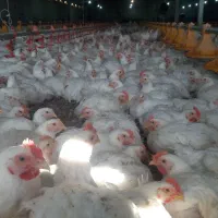 کارگر کاربلد مرغداری