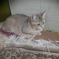 گربه پرشین استار