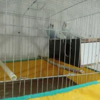 مرغ عشق