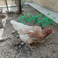 مرغ گلین لری