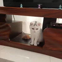 گربه اسکاتیش بریتیش