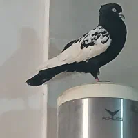 کفتر .کبوتر