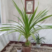 گل خانگی طبیعی