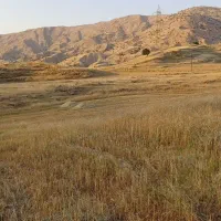 فروش ۵ تن گندم مهرگان