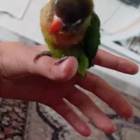 کوتوله برزیلی گمشده