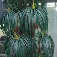 نخل مصنوعی