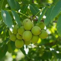 گردو تو کاغذی با ضمانت 5سال ارسال فوری