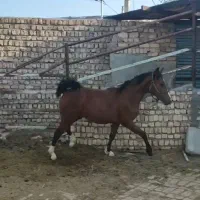 اسب