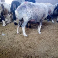 میش چاق لاغر ابستن همه نوع